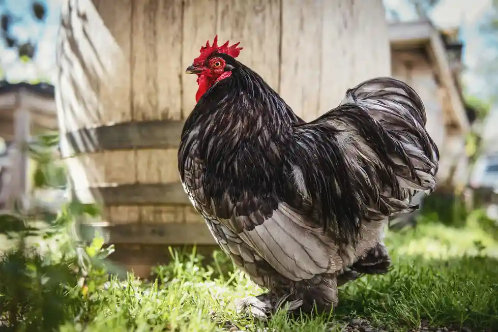 California Chicken