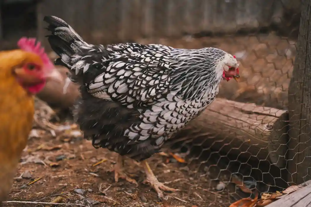Chicken Oreganato
