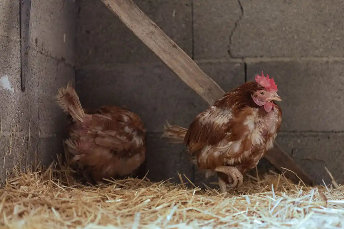 Chicken Savoy