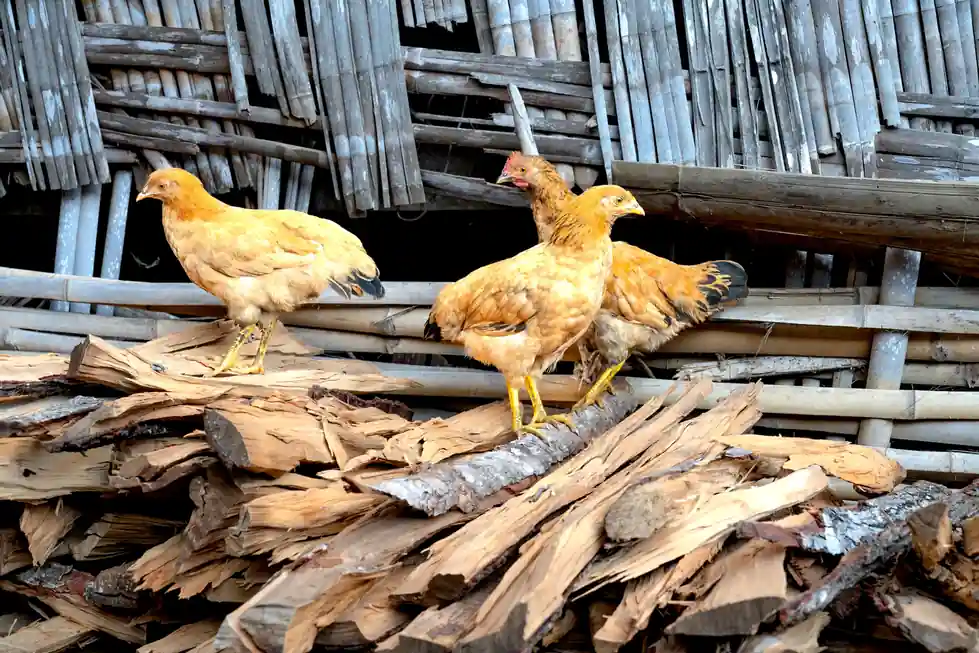 Deviled Chicken I