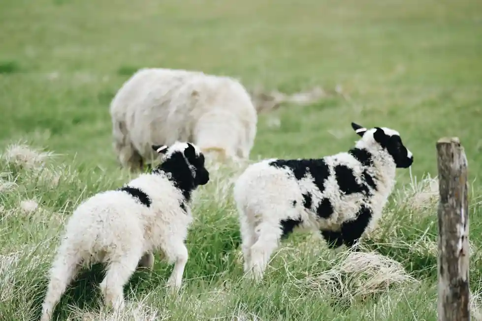 Dirty Piggy-Back Lamb