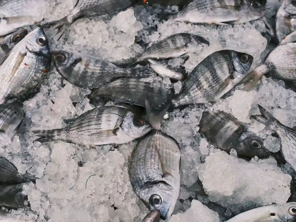 Easy Mediterranean Fish