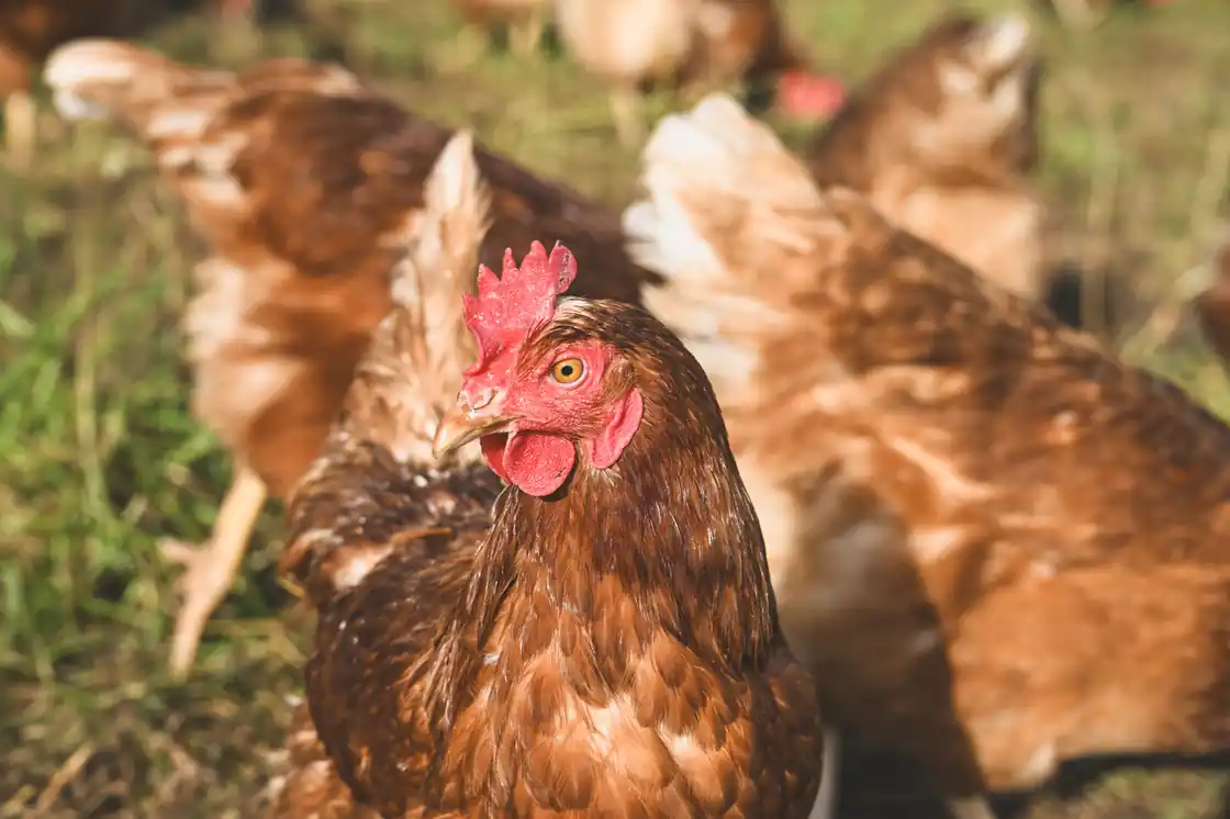 Hayley's M Chicken