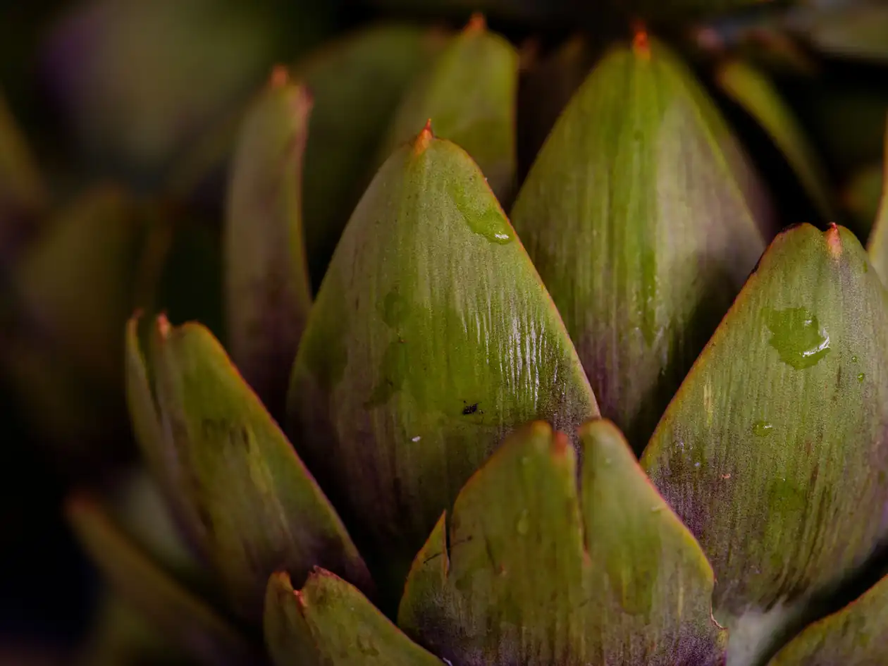 Herbed Grilled Artichokes