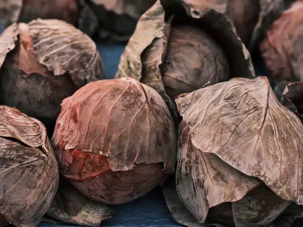 Irish Heritage Cabbage