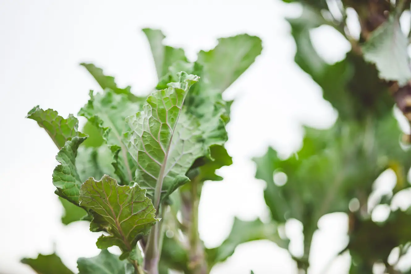 Italian Kale