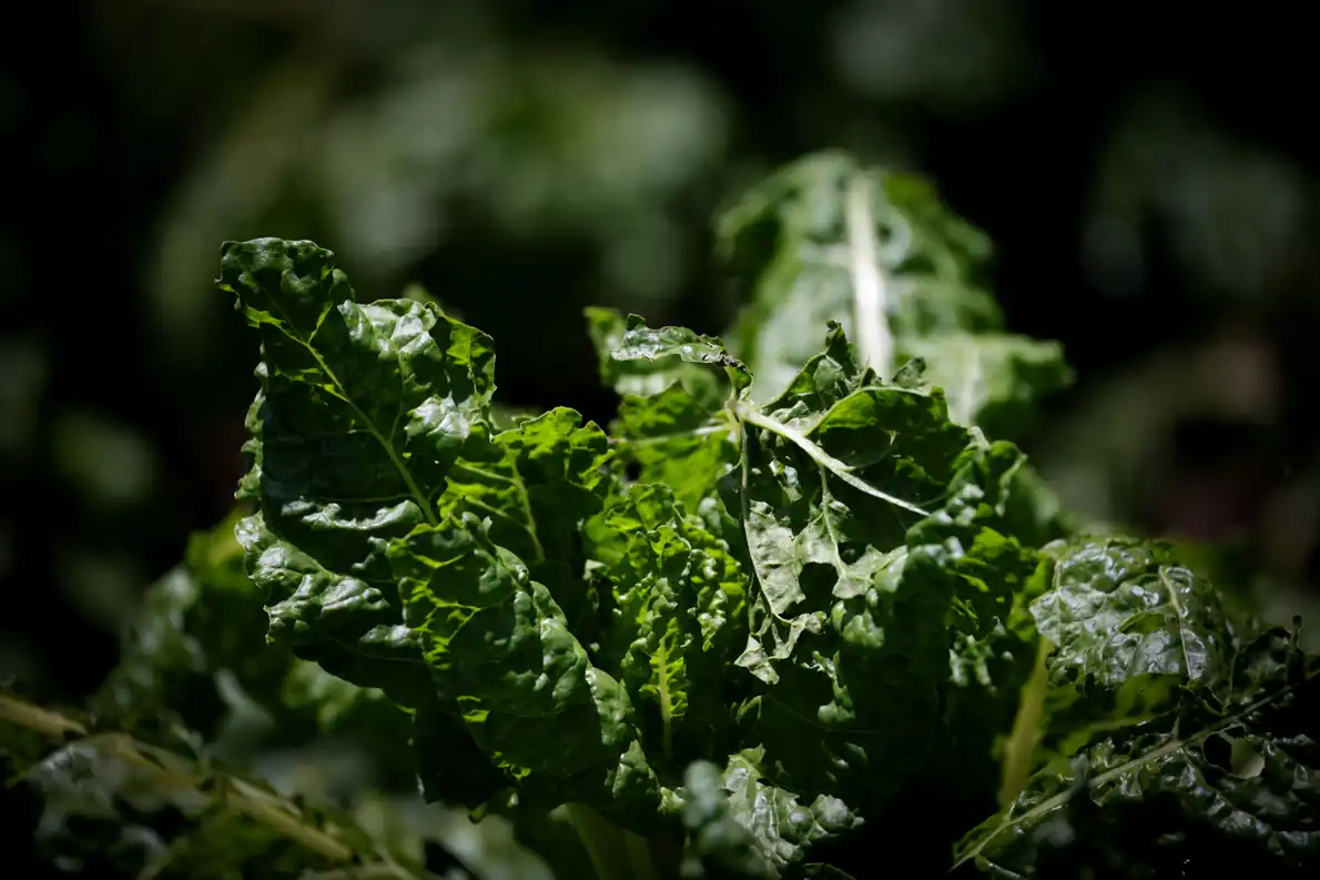 Italian-Style Swiss Chard