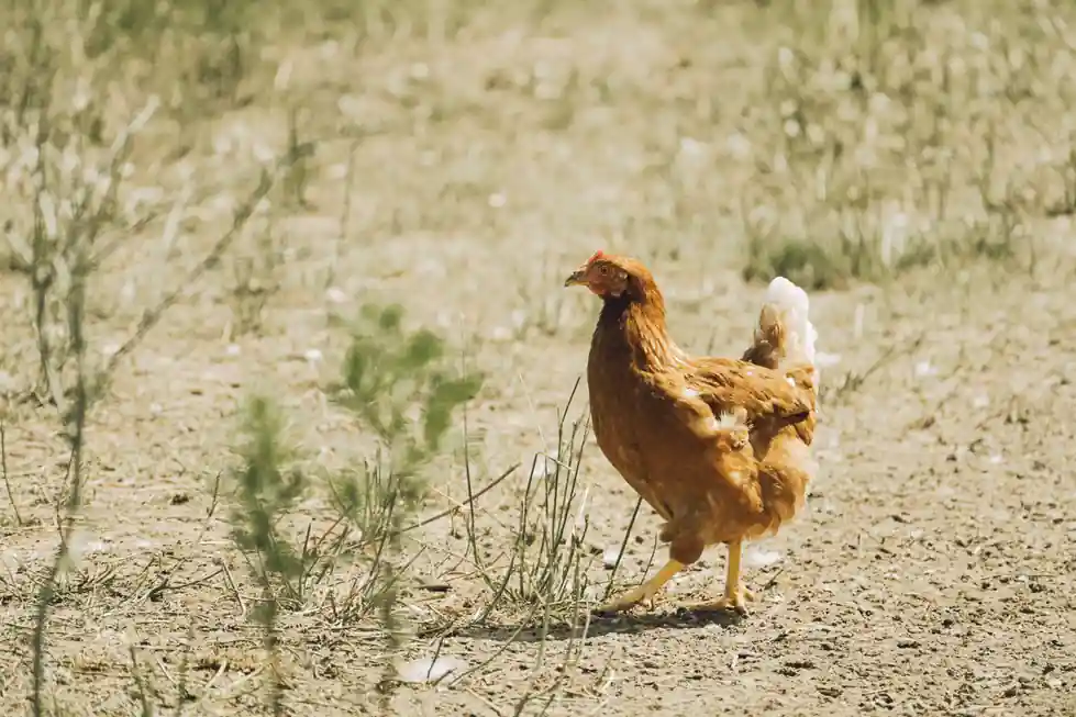 JL's Cognac Chicken