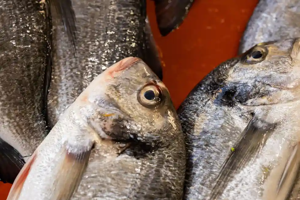 Mainely Fish