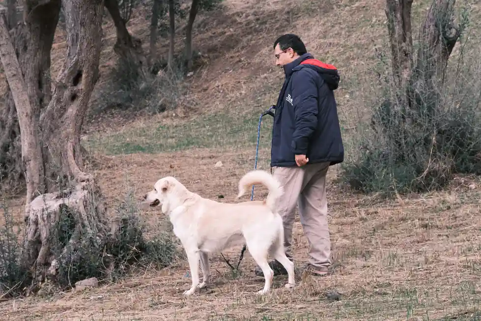 Middle Eastern Turkey Dogs