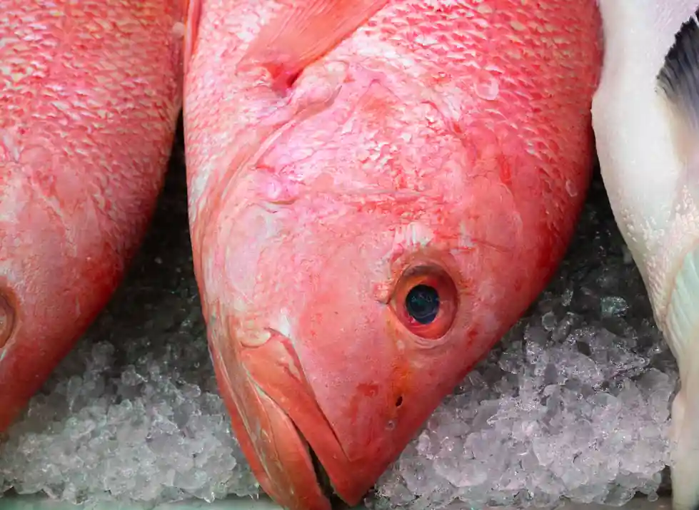 Red Snapper with Fennel and Garlic
