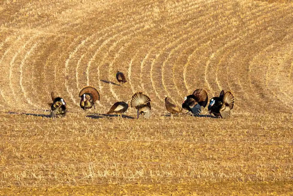 Turkey in a Hurry